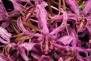 Laelia Wellesley Peak Panache HCC 79